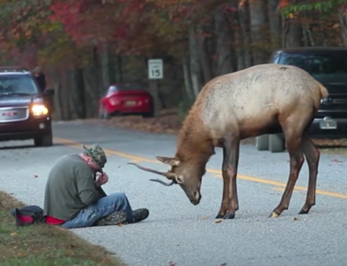 bull elk