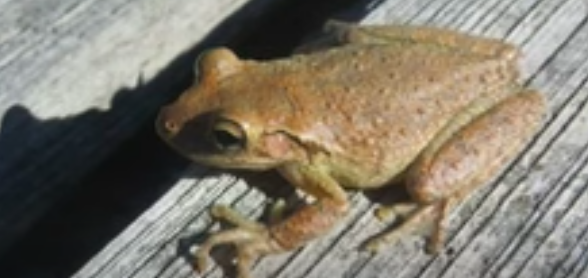 cannibal tree frog